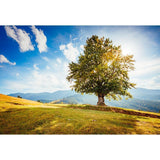 Green Big Tree Backdrop Spring Sunshine Fields Background for Photography