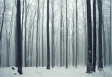 Snow Forest Photo Background Winter Backdrop