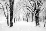Winter Photography Backdrop Snowflake Tree Background