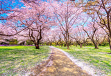 Cherry Blossoms Garden Sring Wedding Backdrops for Photo